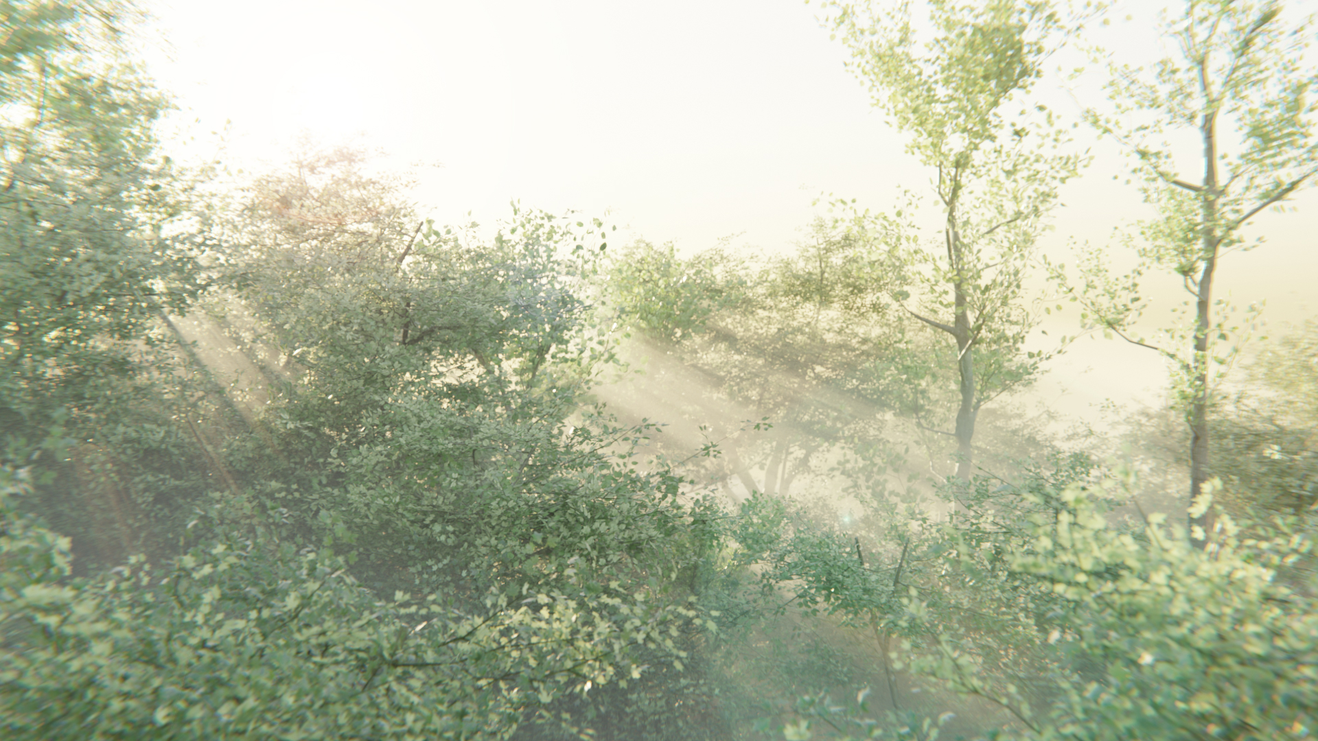 Un bosco incolto e selvaggio tra le nebbie e i riflessi del primo mattino